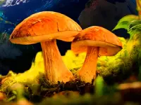 Mushroomers 2 New Season